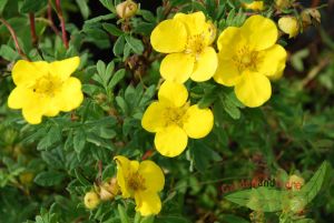 Potentilla Goldfinger, gelber Zwerg-Strauch, Dauerblher, im Topf gew. 20-30 cm